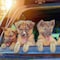Pet Adobe Bi-Fold Pet Ramp, Lightweight with Safe Non-Slip Traction Surface and Raised Sides for Cars, SUVs 709422XRP - alternate 7